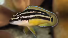 Julidochromis