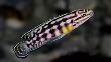 Julidochromis