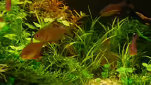 Juncus repens