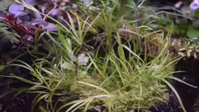 Juncus repens
