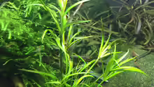 Juncus repens