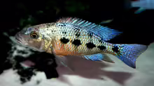 junger Fossochromis Rostratus Bock (am ausfärben)