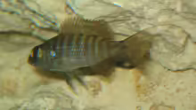 Junior, Scienochromis Fryeri