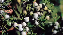 Juniperus virginiana