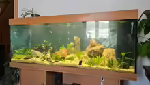 Juwel Aquarium 120x50x50