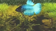 Kafimännlein Crowntail