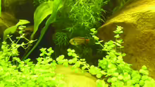 Kakaduzwergbuntbarsch ´Apistogramma cacatuoides´  Männchen