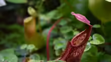 Nepenthes