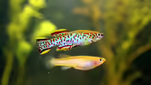 Killifische