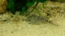 King Tiger Pleco