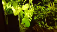 Bacopa monnieri