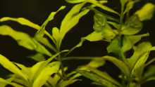 Bacopa monnieri