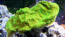 Kleinpolypige Steinkoralle - Montipora hoffmeisteri