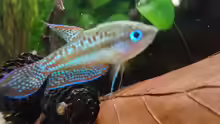 Trichopsis pumila