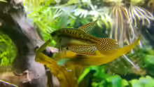 Trichopsis vittata