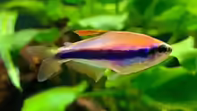 Inpaichthys kerri