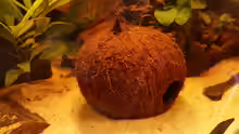 Kokosnussschale