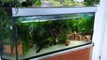 Komplett Ansicht Axolotl Aquarium 
