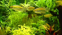Kongosalmler vor den Schwimmpflanzen