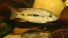 Konia