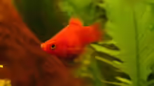 Koral Platy II