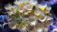 Krustenanemone