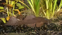 L 180 Ancistrus dolichopterus Weibchen