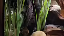 Pseudorinelepis genibarbis