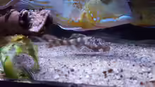 Peckoltia sp. braueri