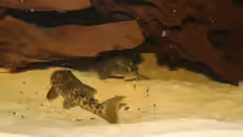 L163 - Ancistomus sp.