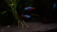 Hypancistrus sp. L-201