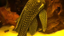 Panaque sp. "L 330"