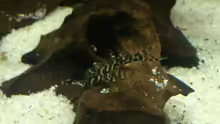 Hypancistrus sp. "L 66"