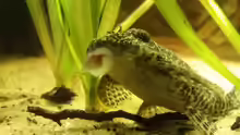 Hypancistrus sp. "L 66"