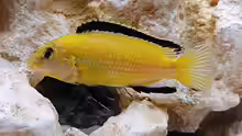 Lab. Caeruleus Yellow / M