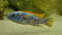 Labeotropheus 2.Männchen