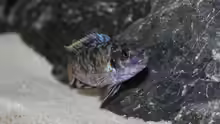 Labeotropheus fuelleborni