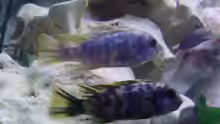 Labeotropheus fuelleborni