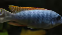 labeotropheus Trevawasae m
