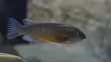 Labeotropheus trewavasae bock2