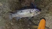 Labeotropheus trewavasae