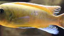 Labeotropheus trewavase ´Chilumba´ Männchen