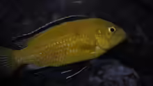 Labidochromis Caeraleus