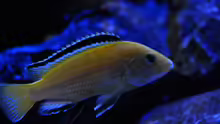 Labidochromis Caeraleus