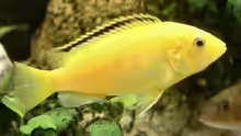 Labidochromis caerlueus Yellow- Weib