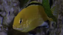 Labidochromis caeruleus ( Weibchen )