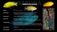 Labidochromis caeruleus (Gelber Labidochromis  Yellow)