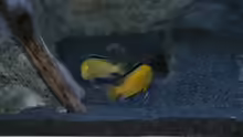 Labidochromis caeruleus Weibchen beim ´rumzicken´
