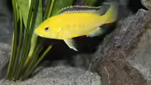 Labidochromis caeruleus Weibchen