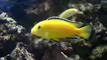 Labidochromis Caeruleus ´Yellow´   (Bock)